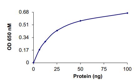 The specific activity of PP2Aa/PPP2R1A protein Complex was determined to be ~4,000 nmol phosphate released /min/mg